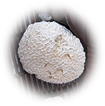 Coral